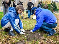 В Твери в парке на улице Королева высадили молодые дубы 