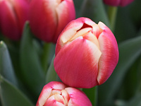  В преддверии 8 марта в Твери будет организована продажа цветов