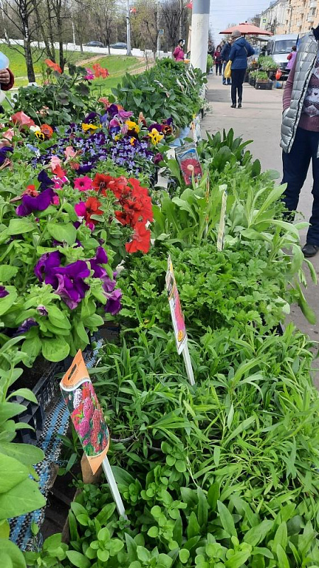 В Твери работает выставка – продажа рассады и посадочного материала