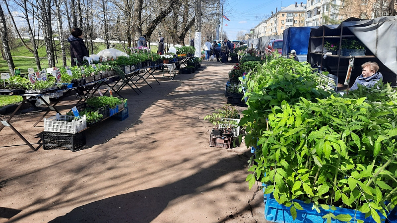 В Твери открывается выставка-продажа рассады и посадочного материала