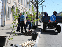 В центре Твери высадили липы