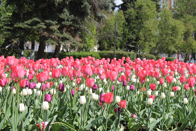  В Твери на Аллее Славы высадили саженцы  ясеней в рамках акции «Сад памяти»