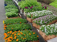 В Твери работает выставка – продажа рассады и посадочного материала