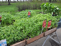 В Твери работает выставка – продажа рассады и посадочного материала