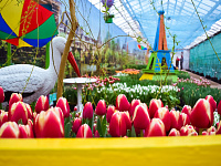  В преддверии 8 марта в Твери будет организована продажа цветов