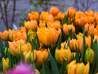  В преддверии 8 марта в Твери будет организована продажа цветов