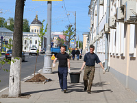В центре Твери высадили липы