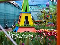  В преддверии 8 марта в Твери будет организована продажа цветов