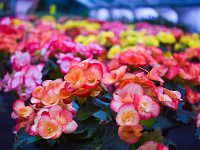  В преддверии 8 марта в Твери будет организована продажа цветов