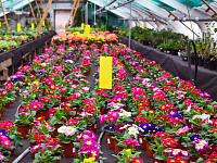  В преддверии 8 марта в Твери будет организована продажа цветов